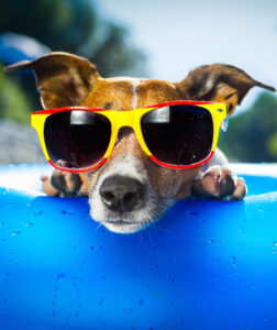 cool-dog-wearing-colored-glasses